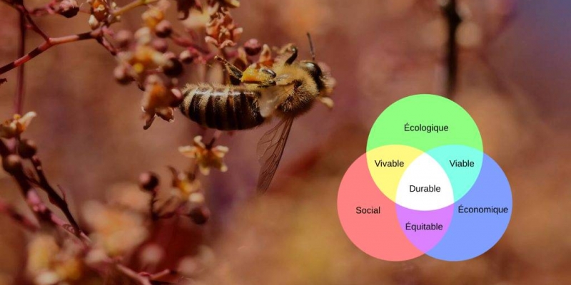Webinaire « L’apiculture durable, au Nord et au Sud » | © Miel Maya Honing asbl