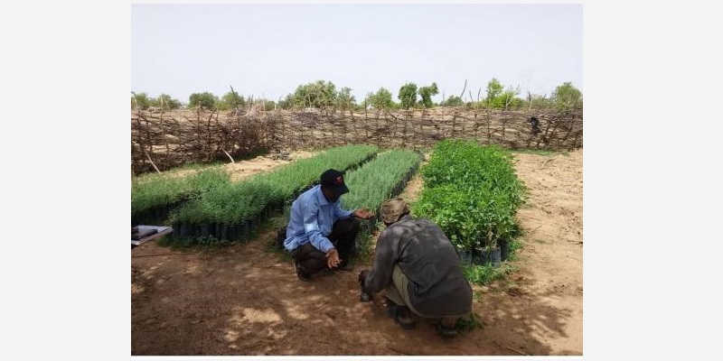 Pépinière au Burkina Faso chargée de la reforestation © APEFE