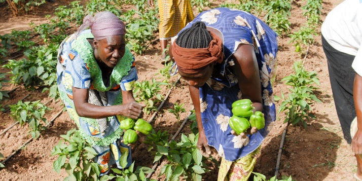 Les sites d'irrigation