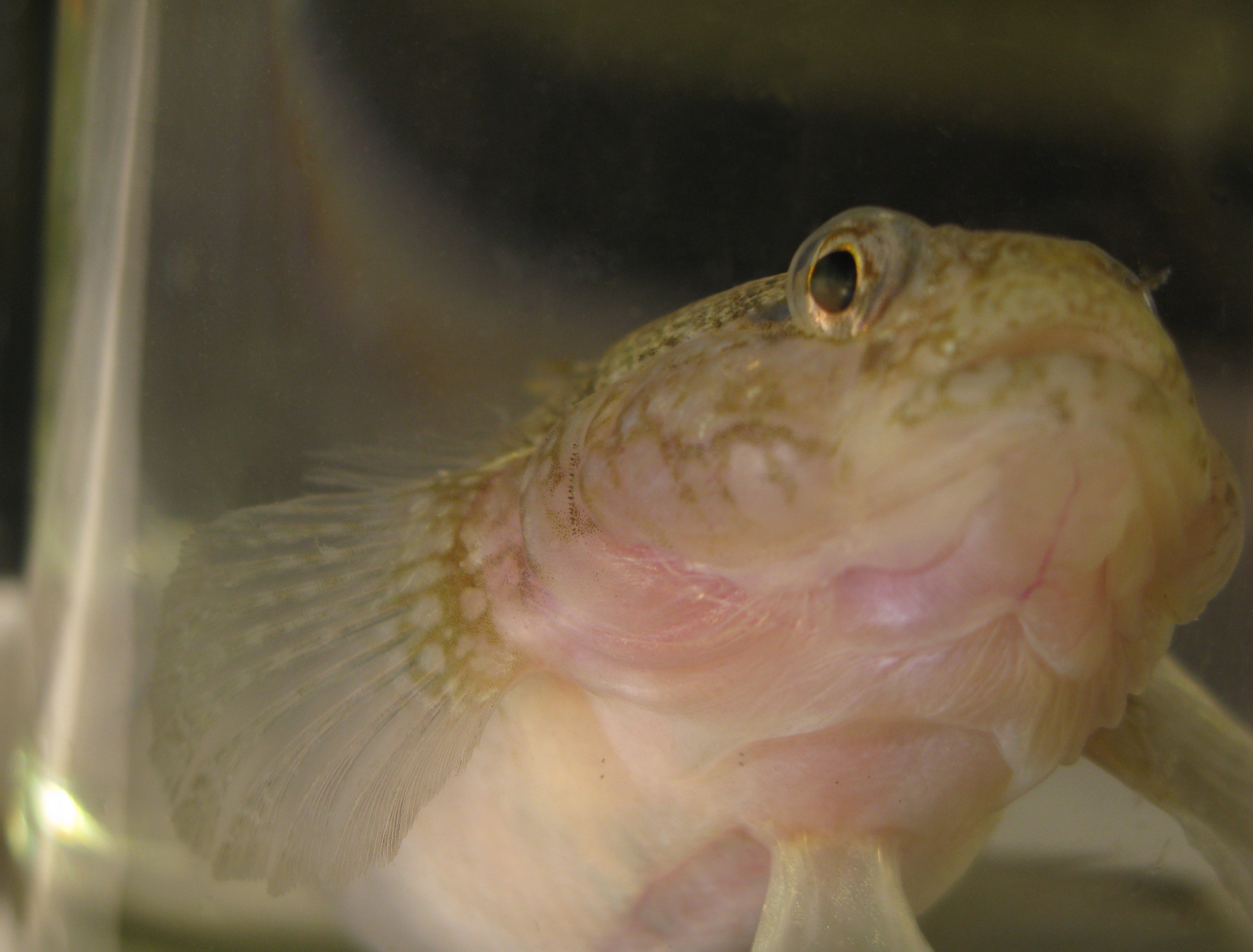 Poisson de la famille des Gobius paganellus